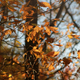 Illustration for article titled Shooting Challenge Fall Leaves Gallery 3